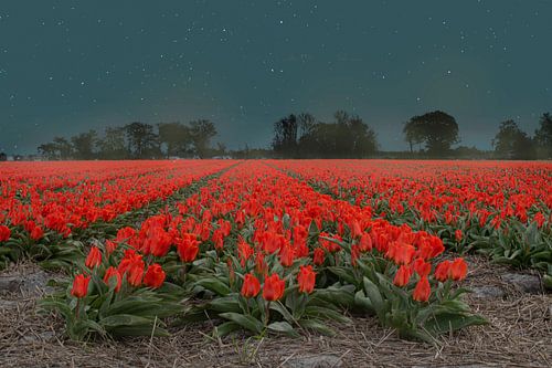 Rode Tulpen uit Bollenstreek – Nachtelijke Sfeer Fotokunst voor een Indrukwekkend Interieur