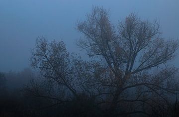 Misty morning, fall van Nynke Altenburg