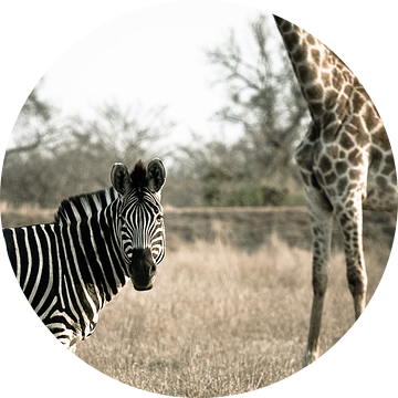 Zebra and giraffe