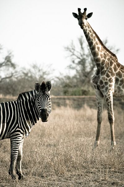 Zebra and giraffe van Jasper van der Meij