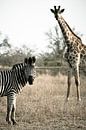 Zebra and giraffe van Jasper van der Meij thumbnail