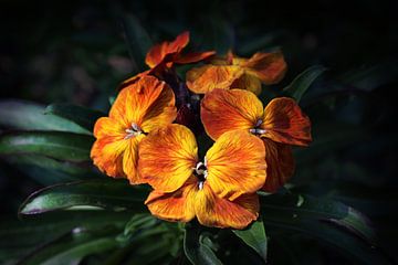 Fleur de giroflée orange vif sur Imladris Images