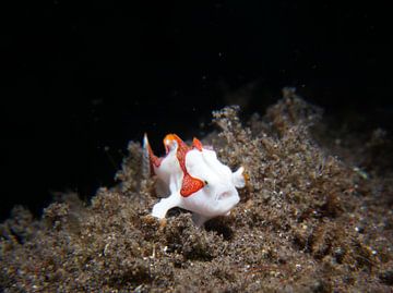 Juvenile Clown Frogfish (Antennarius maculatus), Tulamben, Bali, Indonesia