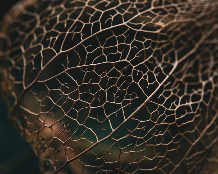 Physalis by audreyhoubenfotografie