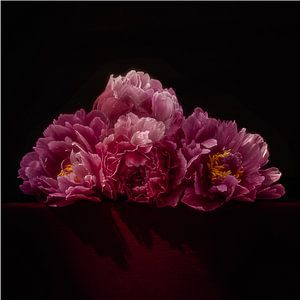 Pivoines luxuriantes