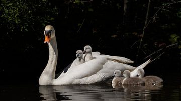 Jeunes cygnes sur Menno Schaefer