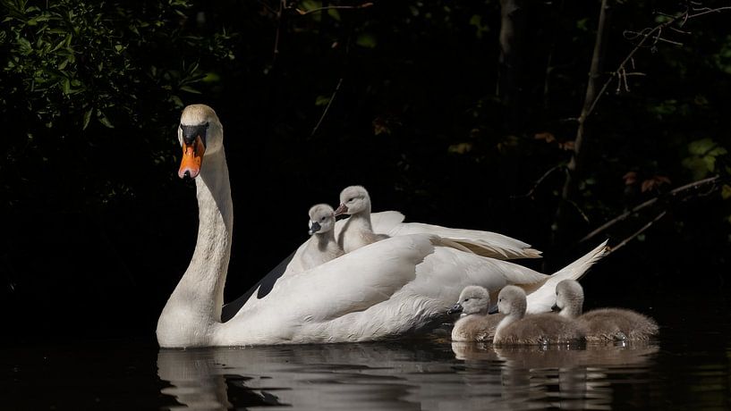 Young swans by Menno Schaefer