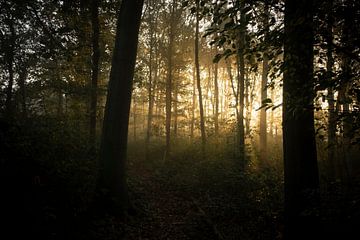 coucher de soleil dans la forêt sur Karin vanBijlevelt