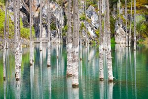 Arbres au lac Kaindy, Kazakhstan