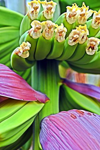 a banana heart and green bananas in my garden