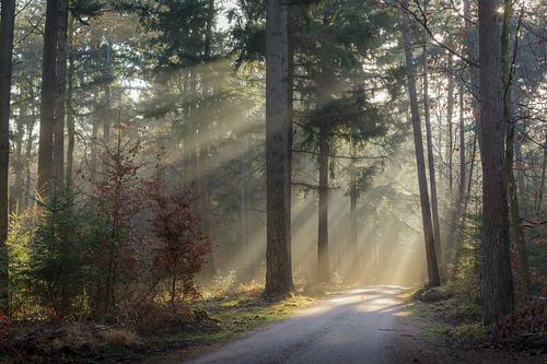 Magische herfstochtend