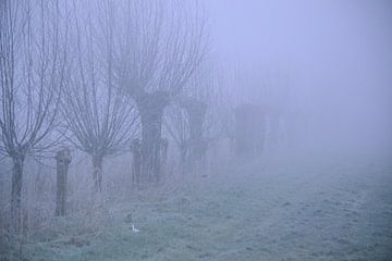 Knotwilgen in de mist von Arno-Jan Boere