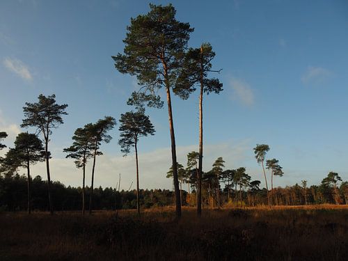 Regte Heide - Noord Brabant