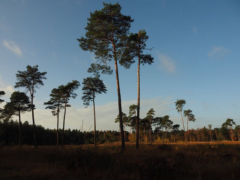 Regte Heide - Nord-Brabant von Tonny Swinkels