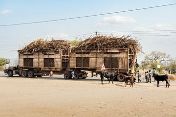 Au Swaziland, les enfants aiment la canne à sucre