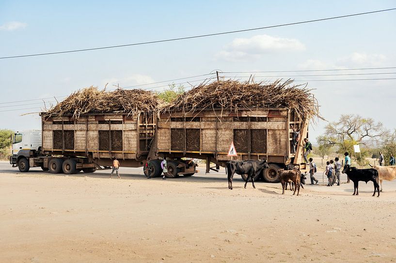 Children in Swaziland love sugar cane by Saskia Houben
