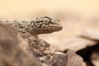 Huisgekko