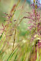 Fields of purple grass