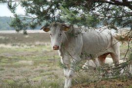 wilde koe 3 by hans nagtegaal