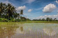 Reisfeld auf Bali