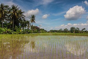 Rijstveld op Bali van Ilya Korzelius