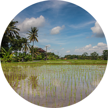 Rijstveld op Bali van Ilya Korzelius