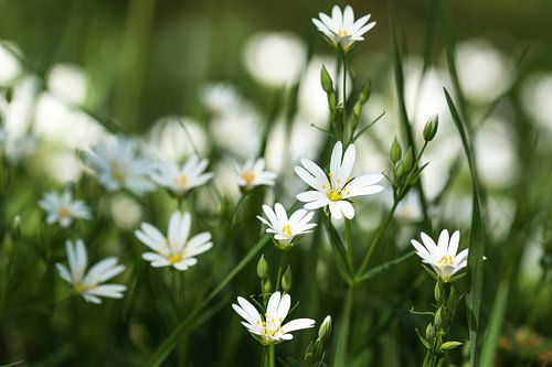 Witte stinsenbloemen