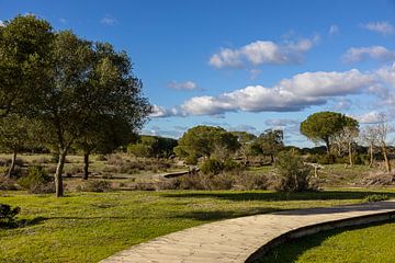 Wooden boardwalk through National Parc de Donana by Niels Bronkema