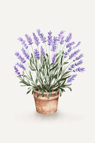 Lavendel in een pot, aquarel