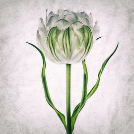 Tulipo4 by Henk Leijen