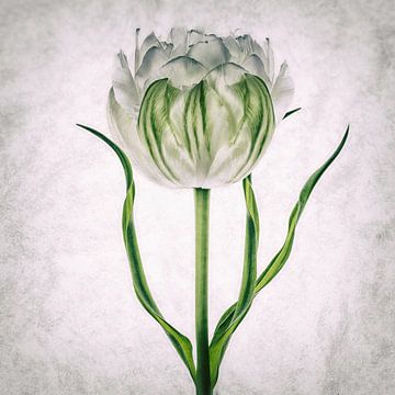 Tulipo4 von Henk Leijen