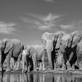 Drinking elephants at a waterhole von Robert Peeters