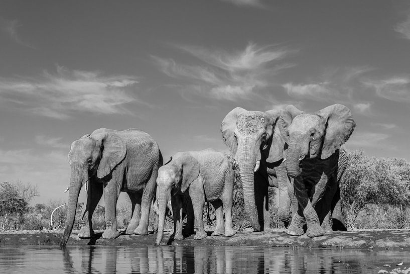 Drinkende olifanten von Robert Peeters