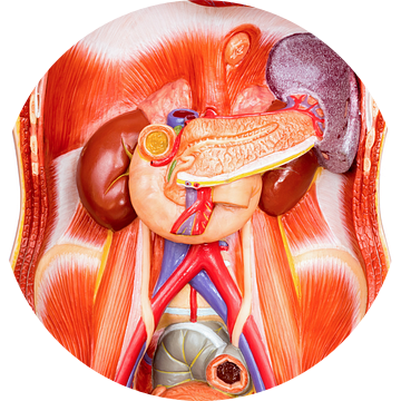 Open kunststof model menselijk lichaam met organen van Ben Schonewille