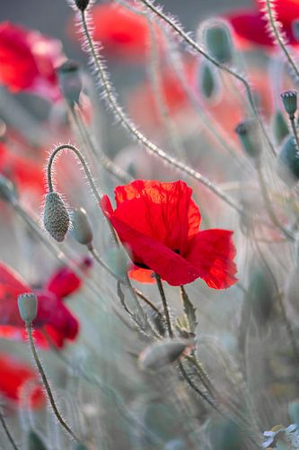 Mohnblumen in Grün-Grau