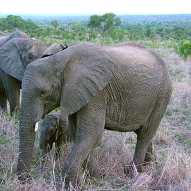 olifant Sabi Sands Zuid Afrika van f th