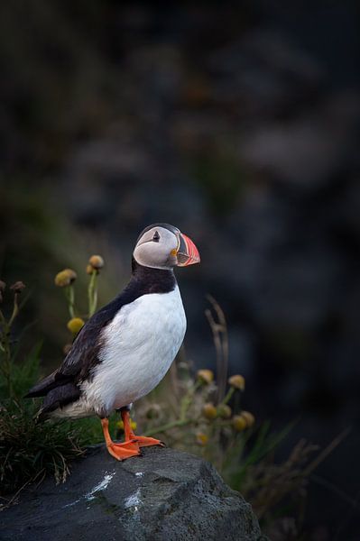 Papagaaiduiker, IJsland van Freddy Van den Buijs