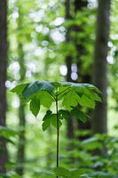 Natuurlijke parasol in bos (groei jonge boom)