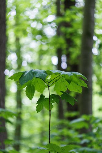 Natuurlijke parasol in bos (groei jonge boom)