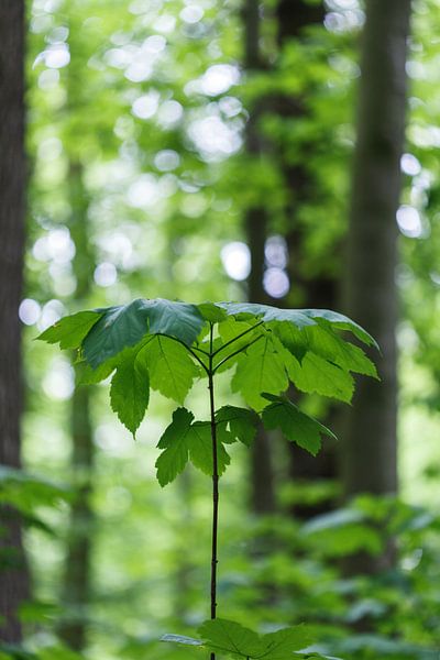 Natuurlijke parasol in bos (groei jonge boom) van Tot Kijk Fotografie: natuur aan de muur