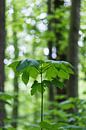 Natürlicher Sonnenschirm im Wald (junges Baumwachstum) von Tot Kijk Fotografie: natuur aan de muur Miniaturansicht