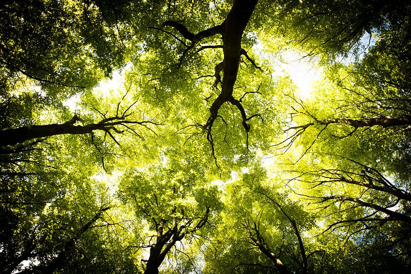 Lentebos van Martijn Venhuizen