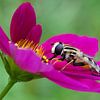 Hoverfly on pink flower by Evelyne Renske