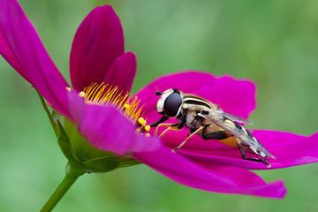 Zweefvlieg op roze bloem van Evelyne Renske