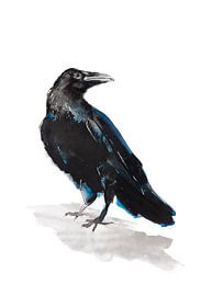 Jackdaw special bird illustration