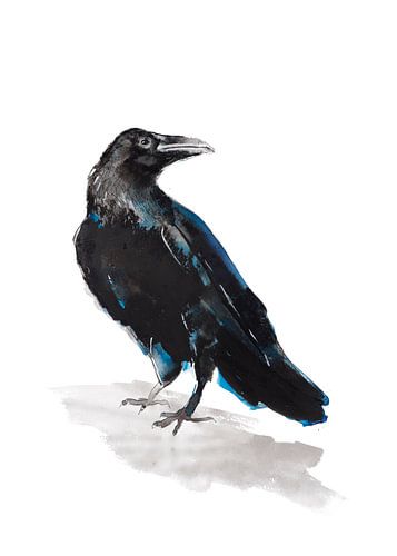 Jackdaw special bird illustration