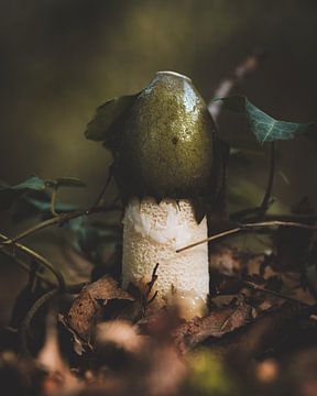 Stinky beautiful - le grand champignon puant sur Danielle Tempelaars