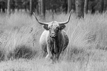 Majestueuze Scottish Highlander gefotografeerd in het natuurgebied Stippelberg, Deurne. Een tijdloze weergave van rust en natuurlijke schoonheid. van Joyce van Dijk Fotografie