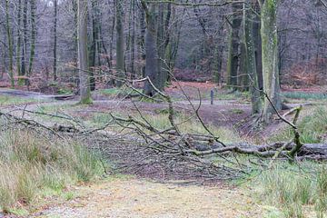 Tree fallen down blocks a path van Micha Klootwijk