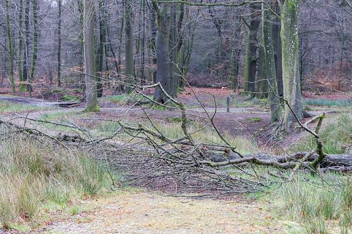 Tree fallen down blocks a path